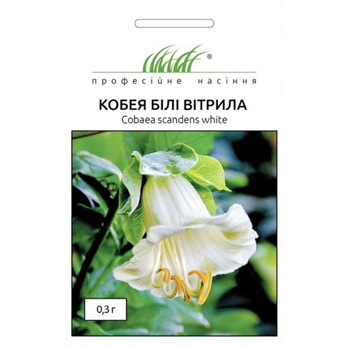 Кобея Білі вітрила Професійне насіння зображення 1 артикул 90787
