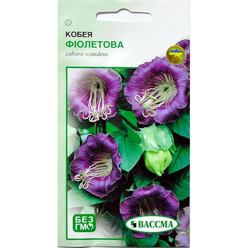 Кобея фіолетова Seedera зображення 1 артикул 72268