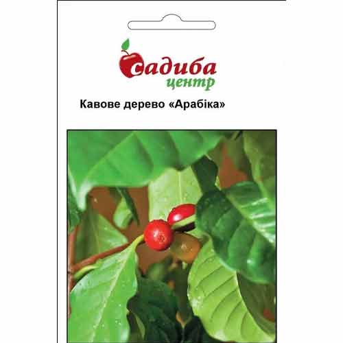Кавове дерево Арабіка Садиба центр зображення 1 артикул 89248