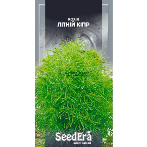 Кохия Летний Кипр Seedera рисунок 1 артикул 66414