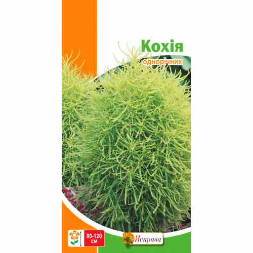 Кохия Яскрава артикул фото 1 Кохия Яскрава рисунок 1 артикул 77026