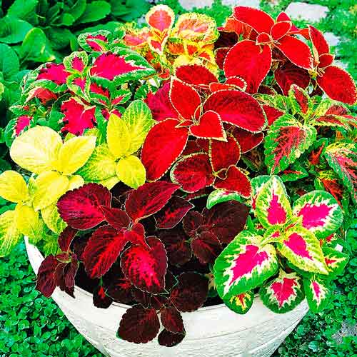 Колеус Блумея, суміш забарвлень артикул фото 1 Колеус Блумея, суміш забарвлень зображення 1 артикул 72269