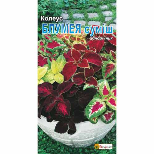 Колеус Блумея, суміш забарвлень Яскрава зображення 1 артикул 99782