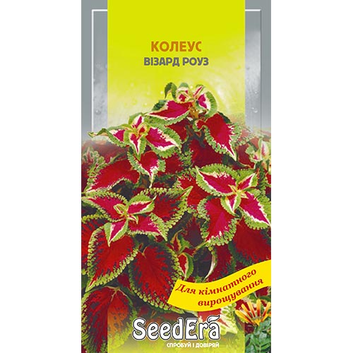 Колеус Візард Роуз Seedera зображення 1 артикул 94961