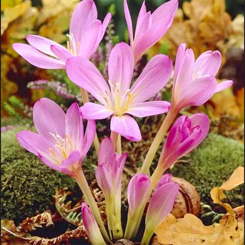 Колхікум Пурпуреум зображення 1 артикул 67612