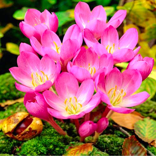 Колхікум Віолет Квін зображення 1 артикул 67611