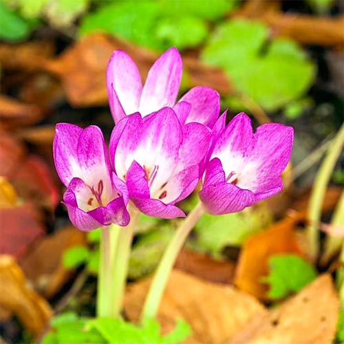 Колхікум Віолет Квін зображення 2 артикул 67611