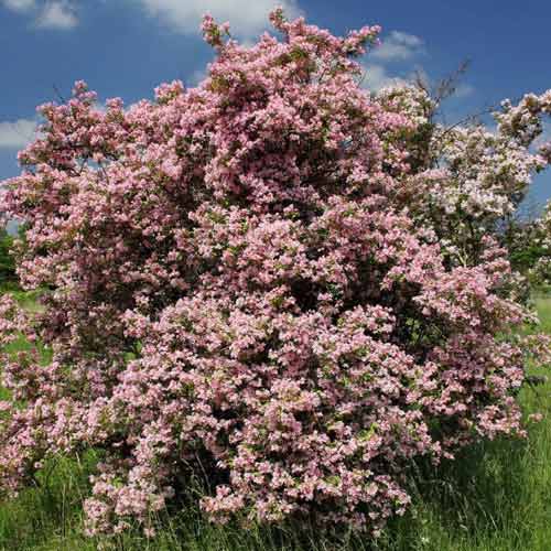 Кольквиция прелестная Пинк Клауд артикул фото 1 Кольквиция прелестная Пинк Клауд рисунок 1 артикул 9530