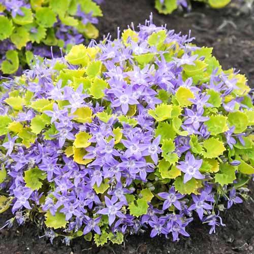 Колокольчик гарганский Диксон Голд рисунок 1 артикул 68688