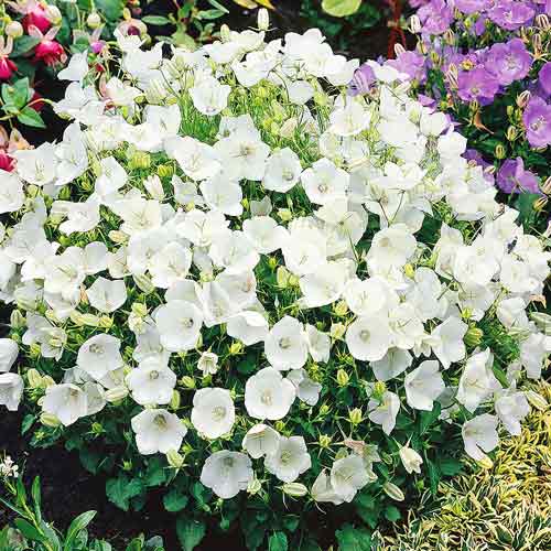 Колокольчик карпатский Белый ковер артикул фото 1 Колокольчик карпатский Белый ковер рисунок 1 артикул 72151