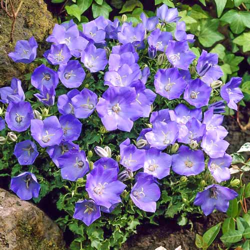 Колокольчик карпатский Блю Клипс артикул фото 1 Колокольчик карпатский Блю Клипс рисунок 1 артикул 68686