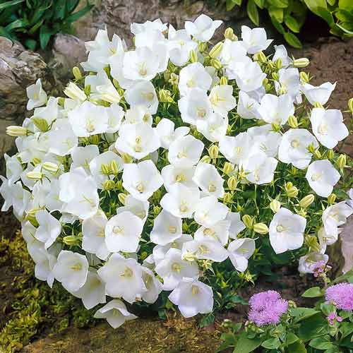 Колокольчик карпатский Вайс Клипс артикул фото 1 Колокольчик карпатский Вайс Клипс рисунок 1 артикул 68687