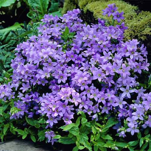 Колокольчик молочноцветковый Пуфф артикул фото 1 Колокольчик молочноцветковый Пуфф рисунок 1 артикул 01348