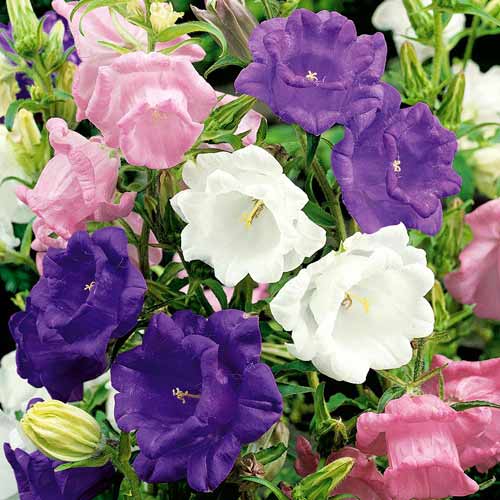 Колокольчик средний махровый, смесь окрасок рисунок 1 артикул 72155