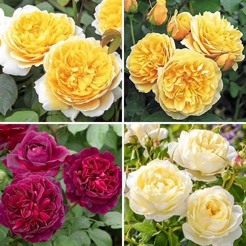 Комплект английских роз Королевская селекция из 4 сортов рисунок 1 артикул 6011