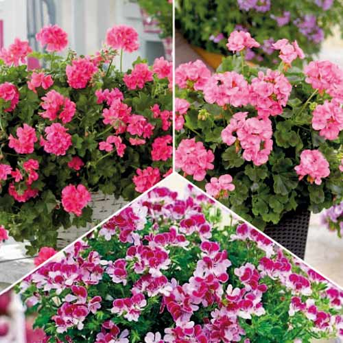 Комплект ароматных гераней из 3 сортов рисунок 1 артикул 77818