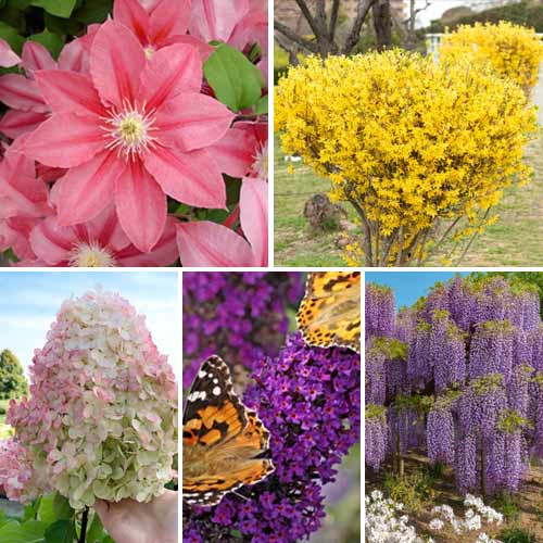 Комплект Многолетний сад из 5 сортов рисунок 1 артикул 9673