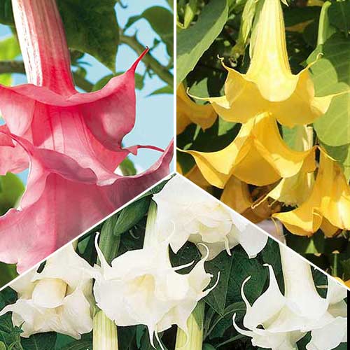 Комплект бругмансії Ангел з 3 саджанців зображення 1 артикул 76658