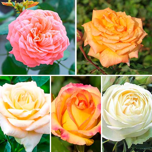 Комплект чайно-гібридних троянд Парфум з 5 сортів зображення 1 артикул 6061