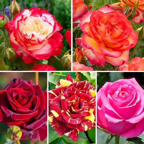 Комплект чайно-гибридных роз Страсть из 5 сортов рисунок 1 артикул 4614