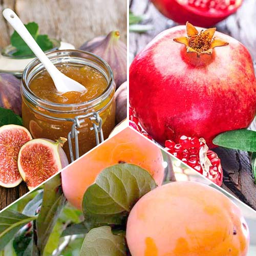 Комплект Екзотичні фрукти з 3 саджанців зображення 1 артикул 4839