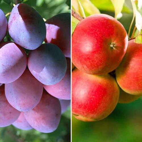 Комплект Фруктовый микс из 2 сортов рисунок 1 артикул 4837