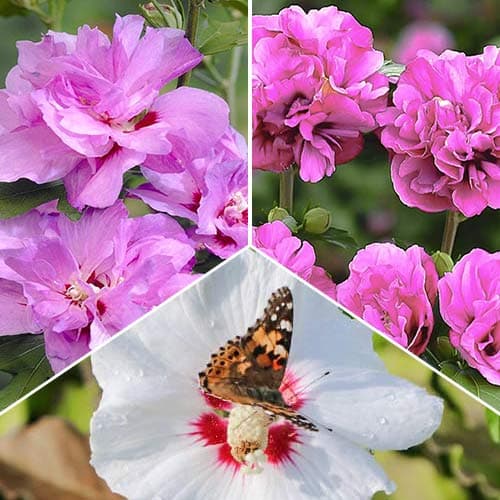 Комплект гібіскусів Тріо з 3 саджанців зображення 1 артикул 5636