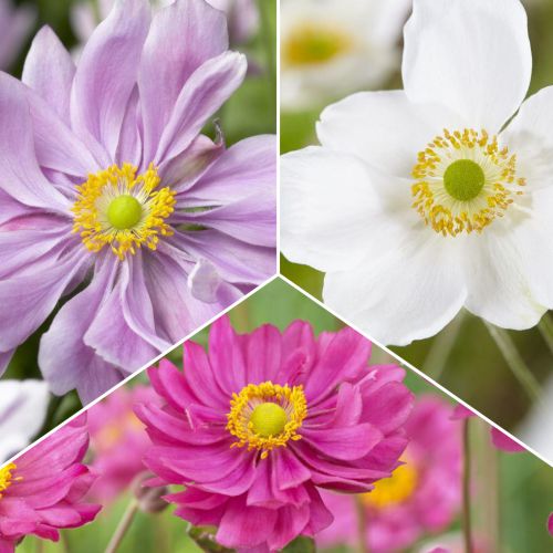 Комплект гибридных анемон из 3 сортов рисунок 1 артикул 70489