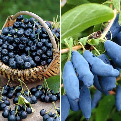 Комплект жимолости из 2 саженцев рисунок 1 артикул 5738