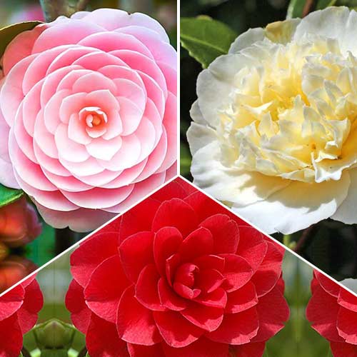 Комплект камелии японской из 3 сортов рисунок 1 артикул 76659