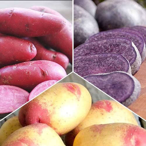 Комплект картофеля Экзотический из 3 сортов рисунок 1 артикул 4535