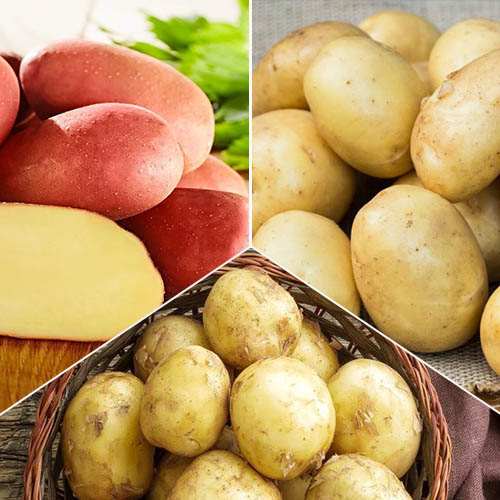 Комплект картофеля Засухоустойчивый из 3 сортов рисунок 1 артикул 9637