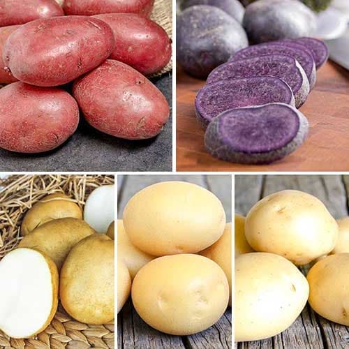 Комплект Картопляний мікс з 5 сортів зображення 1 артикул 9639