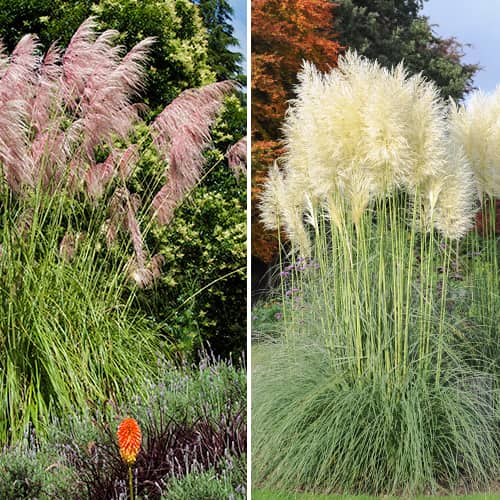 Комплект Кортадерий из 2 сортов рисунок 1 артикул 5420