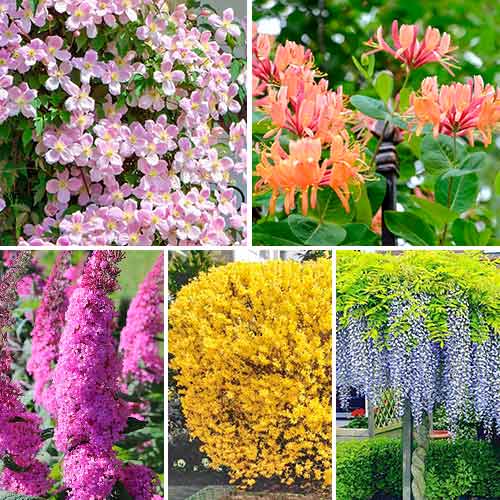 Комплект Цветущая изгородь из 5 саженцев рисунок 1 артикул 4815