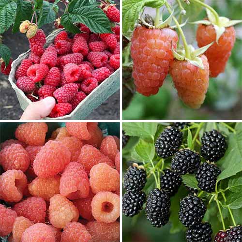 Комплект малини Дабл з 4 сортів зображення 1 артикул 5771