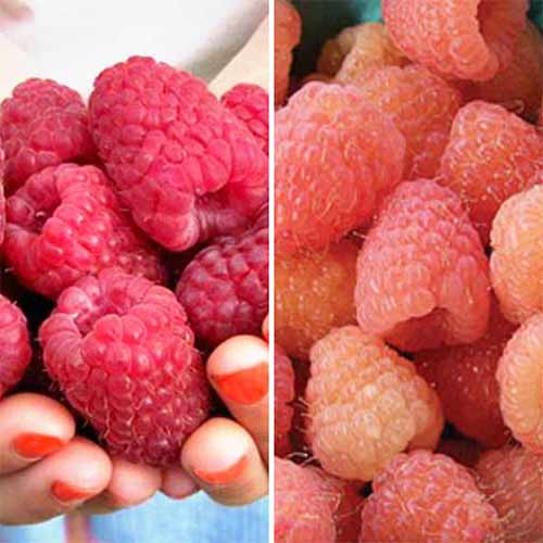 Комплект малины Ягодная Усадьба из 2 сортов рисунок 1 артикул 5768