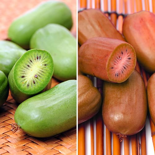 Комплект мини-киви Дуо из 2 саженцев рисунок 1 артикул 9337