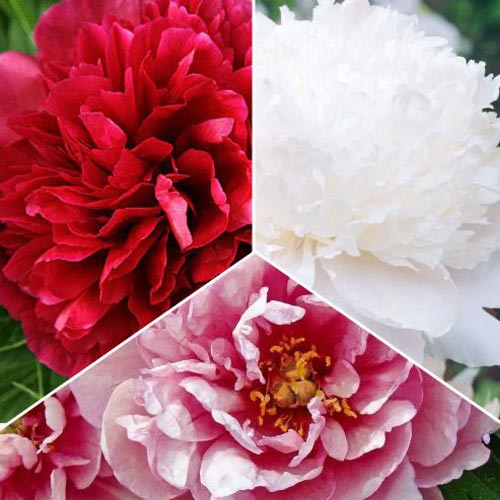 Комплект півонії з 3 сортів зображення 1 артикул 77809