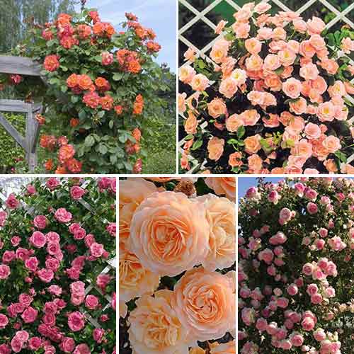 Комплект плетистих троянд Ніжність з 5 сортів зображення 1 артикул 4678