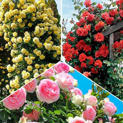 Комплект плетистых роз Триколор из 3 саженцев рисунок 1 артикул 6062