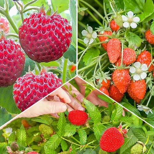 Комплект Полуничний кошик з 3 сортів зображення 1 артикул 4943