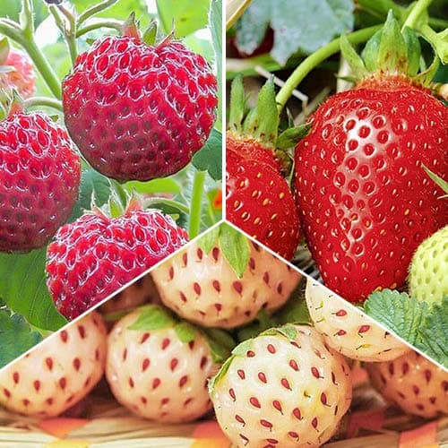 Комплект полуниці Делікатес з 3 сортів зображення 1 артикул 4940