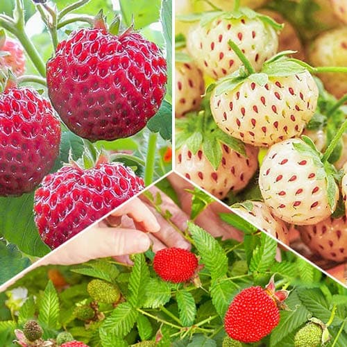 Комплект полуниці та суниці Смак літа з 3 сортів зображення 1 артикул 4941