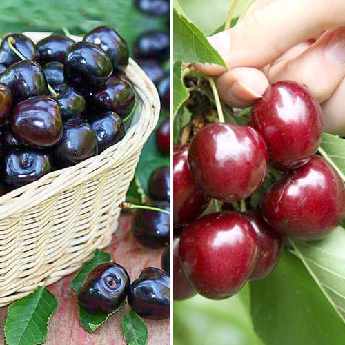 Комплект Смачний дует з 2 сортів зображення 1 артикул 4835