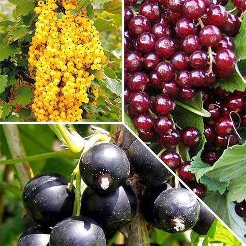 Комплект смородины Ягодный коктейль из 3 сортов рисунок 1 артикул 5770