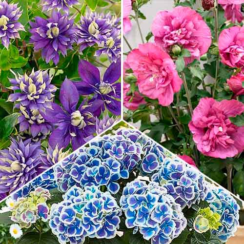 Комплект Summer collection из 3 сортов рисунок 1 артикул 76710