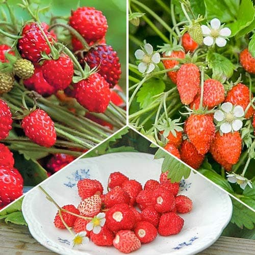 Комплект земляники мелкоплодной Мечта лакомки из 3 сортов рисунок 1 артикул 4942