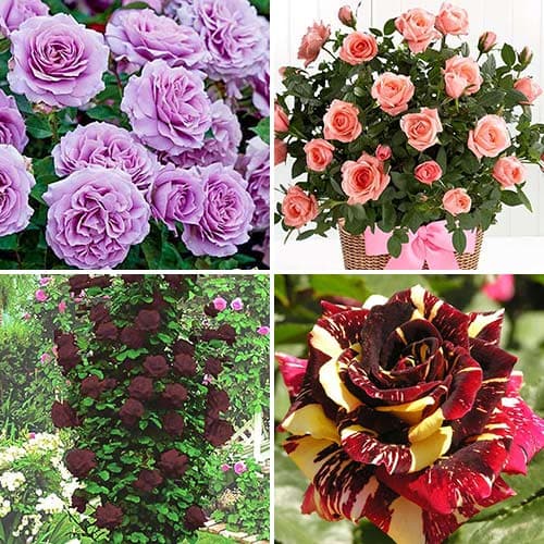 Комплект роз Экспрессия из 4 сортов рисунок 1 артикул 4619