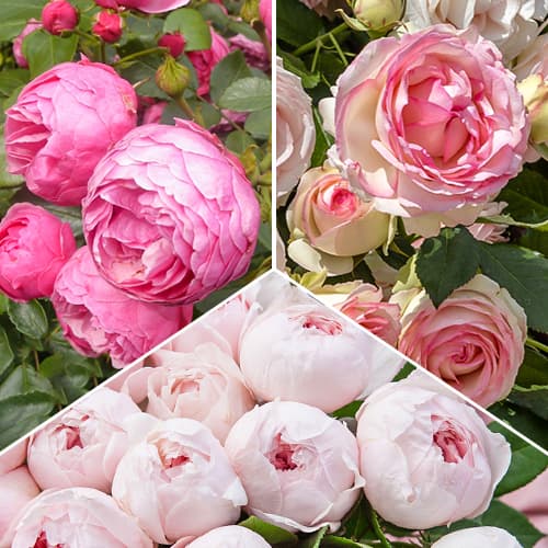 Комплект троянд флорібунда Квітучий Мікс з 3 сортів зображення 1 артикул 6060